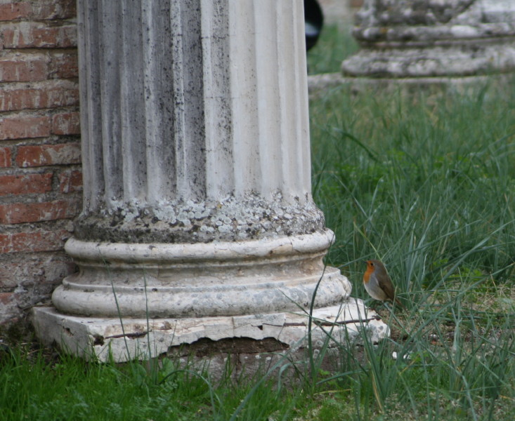 Avifauna humor